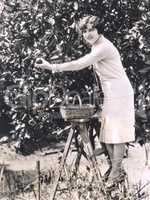 Woman picking oranges from a tree
