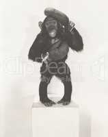 Portrait of monkey wearing boxing gloves