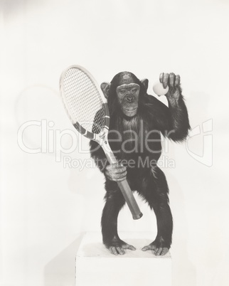 Monkey holding a tennis racket and ball