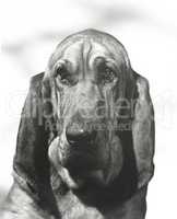 Portrait of a bloodhound