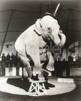 Elephant wearing top hat performing on stool in circus