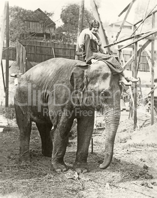 Elephant with someone on his mind