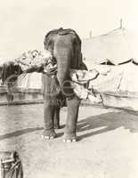 Elephant lifting female clown at circus