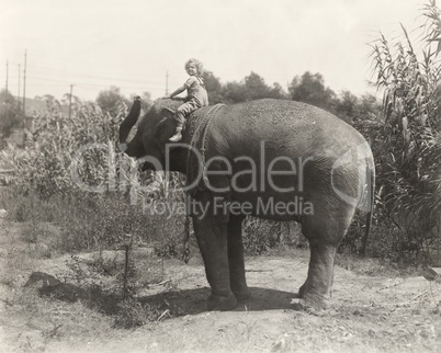 Side view of little boy sitting on elephant