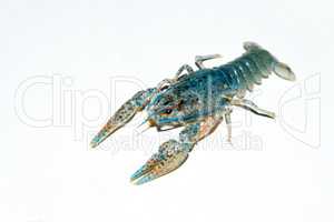 Alive crayfish isolated on white background.