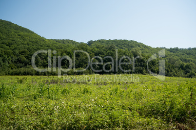 Road going into mountains and passes through the green shaded forest in the field