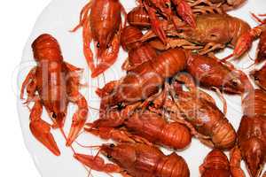 Alive crayfish isolated on white background.