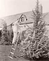 Man decorating pine tree in his backyard