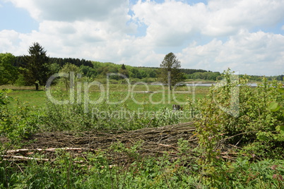 Benjeshecke am Dreifelder Weiher