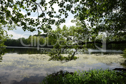 Postweiher, Westerwald