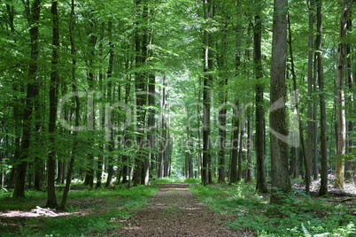 Buchenwald im Westerwald