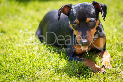 Zwergpinscher