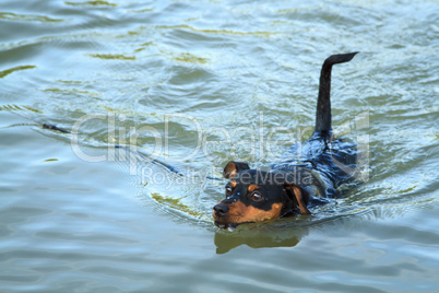 Zwergpinscher