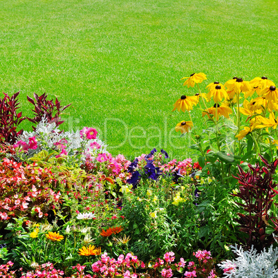 summer flower bed and green lawn