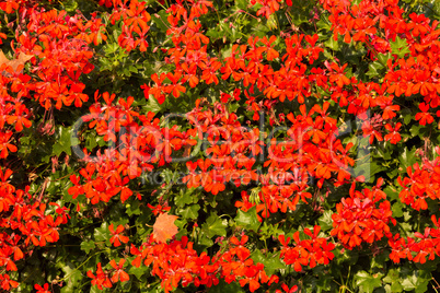 Red garden geranium flowers