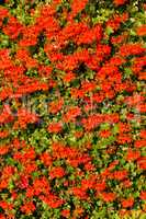 Red garden geranium flowers