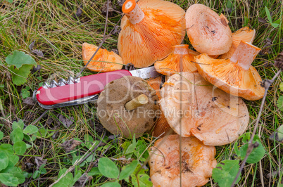 Mushrooms of the forest Red