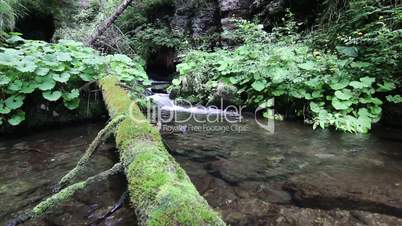 Fallen tree trunk covered moss lying over stream