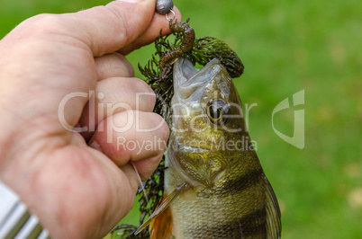 Perch in the hands of the fisherman