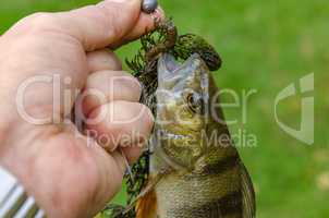 Perch in the hands of the fisherman