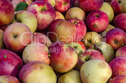 Apples red yellow collected a lot