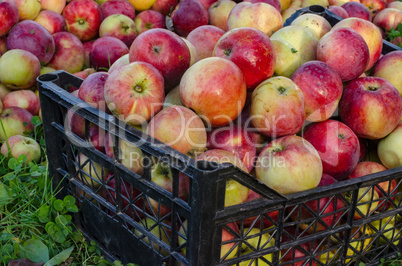 Apples red yellow collected a lot