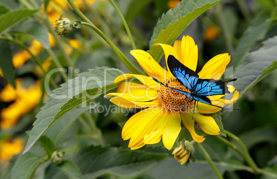 Beautiful butterfly sitting on a yellow flower rudbeckia.