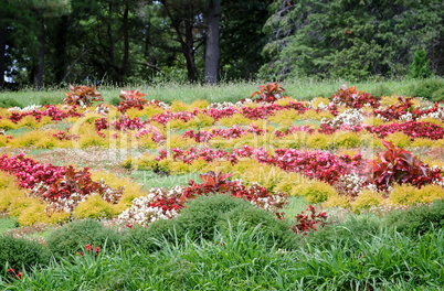 Meadow in the arboretum, decorated with beautiful flowers.