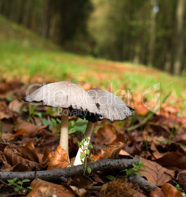 Two mushrooms