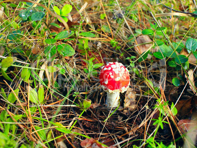 Beautiful red fly agaric in the forest