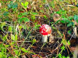 Beautiful red fly agaric in the forest