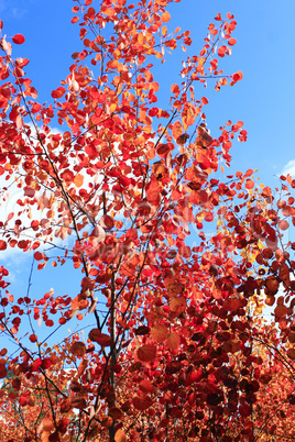 red leaves of asp in the autumn