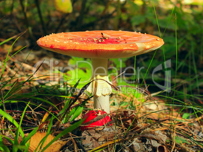 red fly agaric with plain cap in the forest