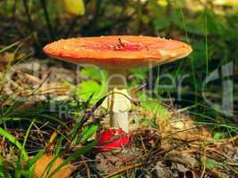 red fly agaric with plain cap in the forest