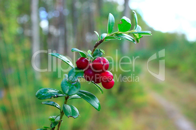 green branch of cowberry with red berries