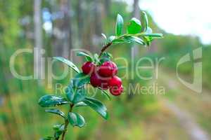 green branch of cowberry with red berries