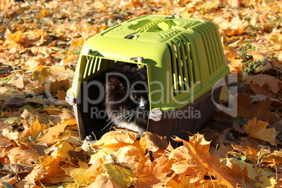 cat in cage in the Autumn park