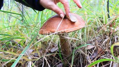 mushroomer cuts off orange-cap boletus with big cap