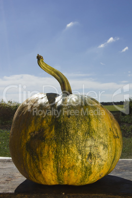 Ripe pumpkin on a wooden table