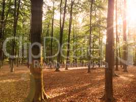 Beech forest with sun beam