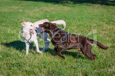 dogs playing