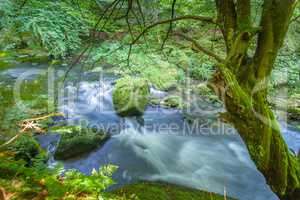 Canyon scenery and trails Kamnitz Gorge in the Czech Switzerland