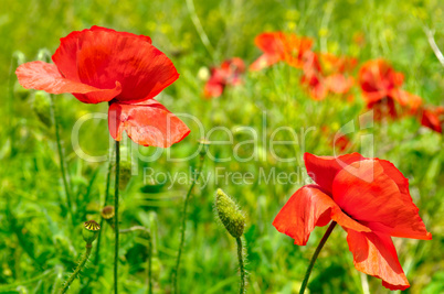 wild poppies,herbaceous plant with showy flowers, milky sap, and
