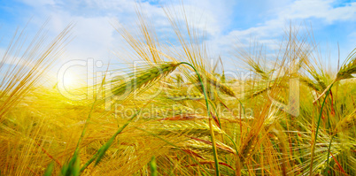 wheat field and sunrise in the blue sky