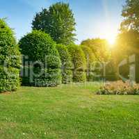 Hedges and ornamental shrub in a summer park. Bright Sunrise in