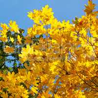 tree branches and yellow autumn leaves against the blue sky