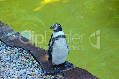 Penguin on the background of the pool