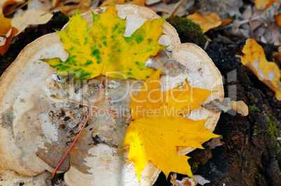 autumn maple leaves on an old stump in the woods