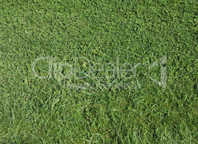 Green grass texture background