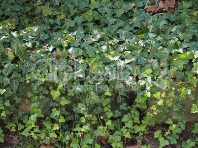 Ivy plant leaves